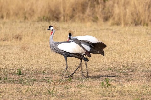 Black crowned crane