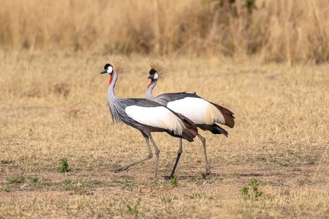 Black crowned crane