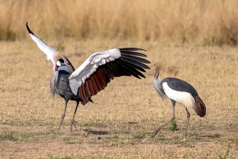 Black crowned crane