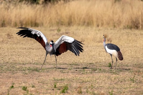 Black crowned crane