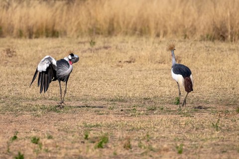 Black crowned crane