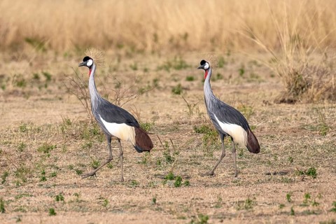 Black crowned crane