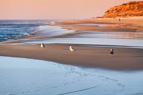 Three seagulls walking one behind the other to the sea