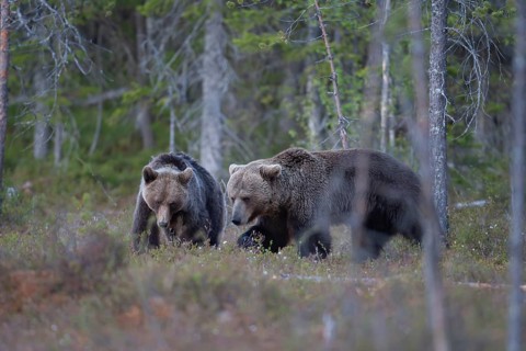 European brown bear