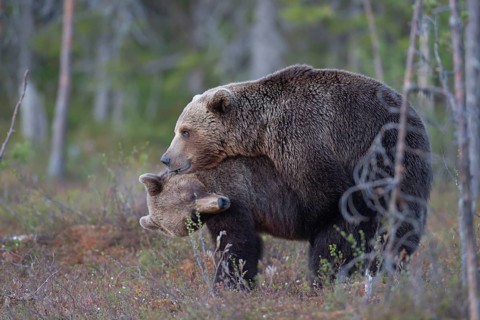 European brown bear