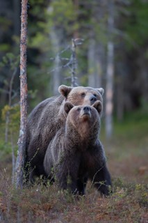 European brown bear