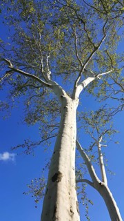Historic tree of Tauberbischofsheim as a background