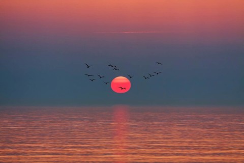 Flock of birds flying in front of setting sun