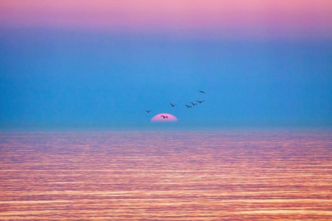 Flock of birds flying in front of setting sun