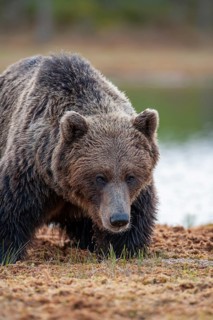 European brown bear