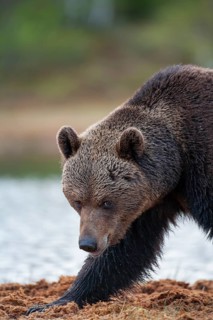 European brown bear