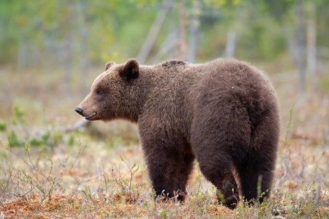 European brown bear