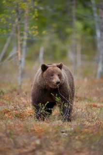 European brown bear