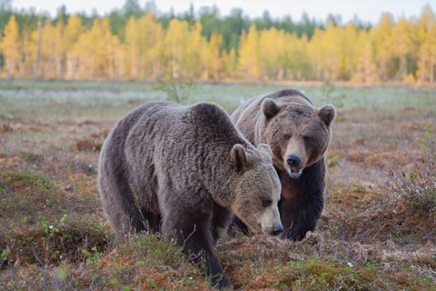 European brown bear