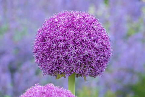 Ornamental leek
