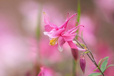 European columbine