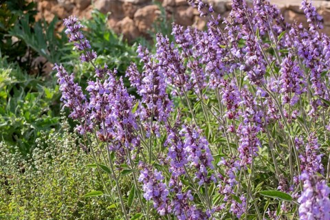Flowering common sage