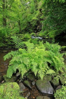 Stream