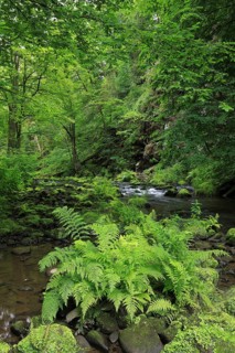 Stream