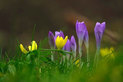 First crocuses