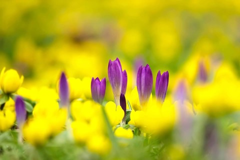 First crocuses