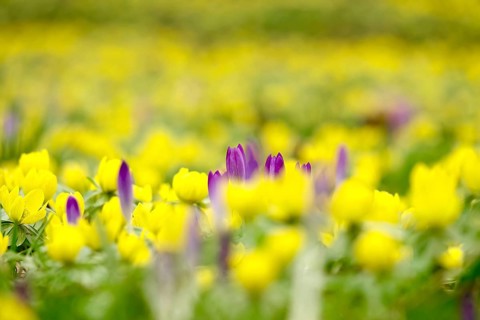First crocuses