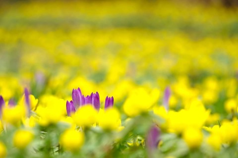 First crocuses