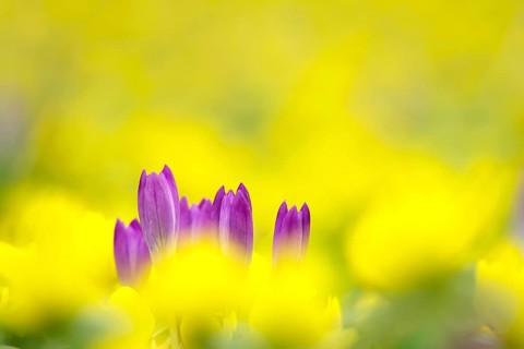 First crocuses