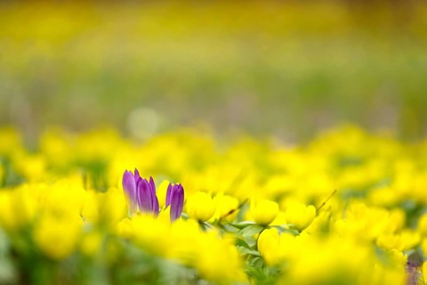First crocuses