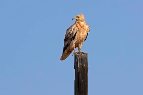 Egyptian vulture