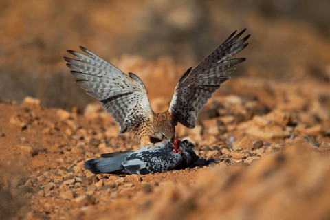 Kestrel