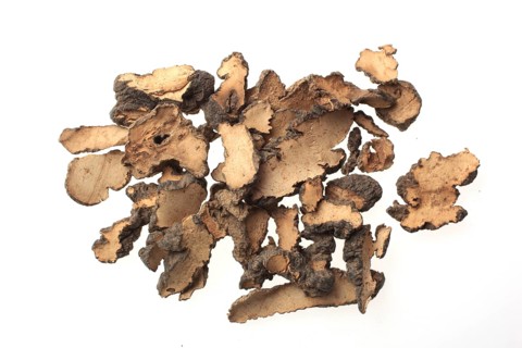 Medicinal plant Larch sponge