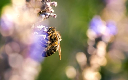 European Honey Bee