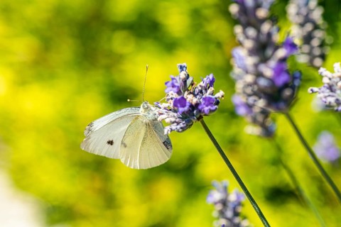 Large White