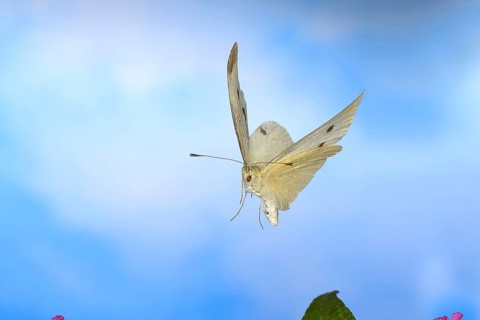 Cabbage butterfly