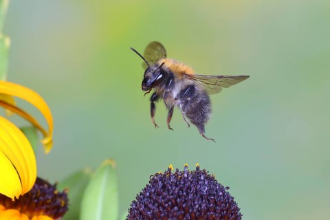 Common carder-bee
