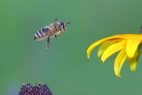 Honey bee