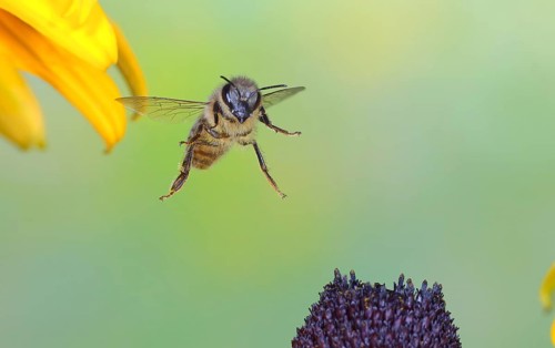 Honey bee