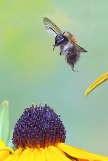 Common carder-bee