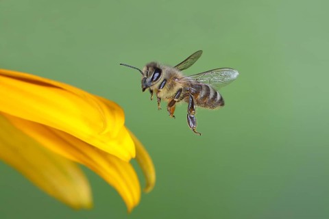Honey bee