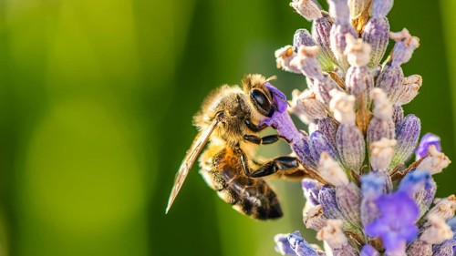 European Honey Bee