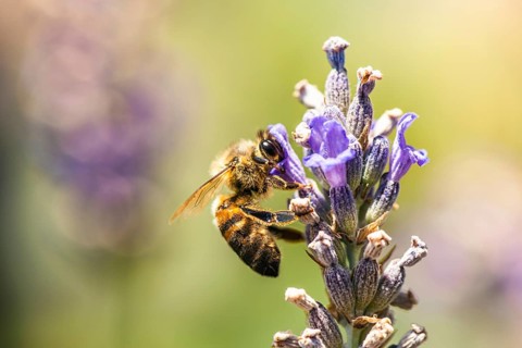 European Honey Bee