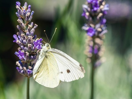 Large White