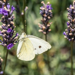 Large White