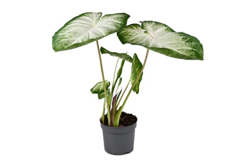 Exotic 'Caladium Aaron' houseplant with white and green large leaves in flower pot isolated on white background