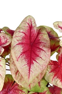 Close up of pink leaf of exotic 'Caladium Lemon Blush' houseplant on white background