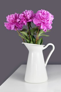 Bouquet of pink Chinese peony flowers in white vase in front of gray background