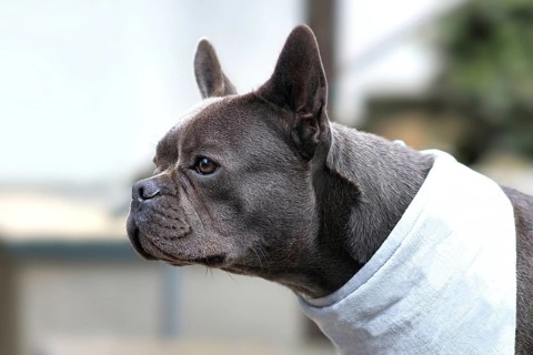 Healthy brachycephalic black French Bulldog dog with long nose
