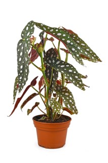 Beautiful exotic 'Begonia Maculata' houseplant with white dots in flower pot isolated on white background