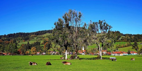 Pasture with cows near Niedersonthofen in the foothills of the Alps. Waltenhofen